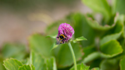 Wild life photography, photos taken in Auckland City New Zealand