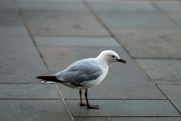 Wild life photography, photos taken in Auckland City New Zealand