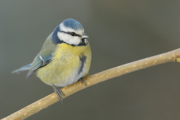 Blaumeise Parus caeruleus