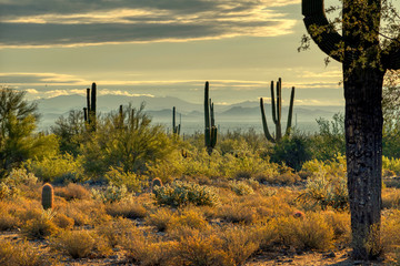 White Tank Mountain State Park Near Phoenix Arizona