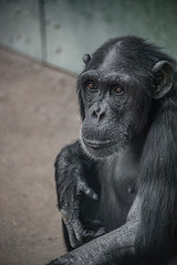Portrait of cute curious wondered adult Chimpanzee