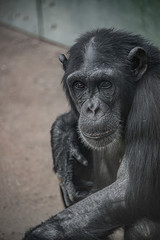 Portrait of cute curious wondered adult Chimpanzee