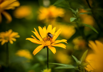 Bee on a beautiful flower close-up. Blurred background