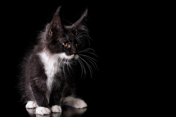 Adorable cute maine coon kitten with moustache in Hercule Poirot style on black background in studio, isolated. Copy space.