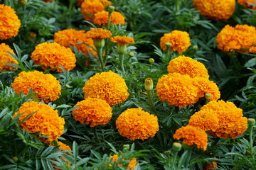 Beautiful African Marigold Deep Orange flowers
