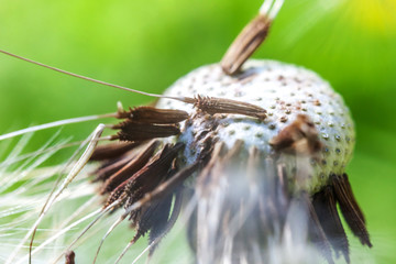 Dandelion seeds blowing in wind in summer field background