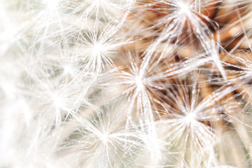 Fototapeta na wymiar Dandelion seeds blowing in wind in summer field background