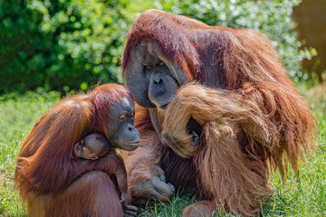 Family portrait of parents and child of Asian orangutans outdoor, details, closeup © neurobite