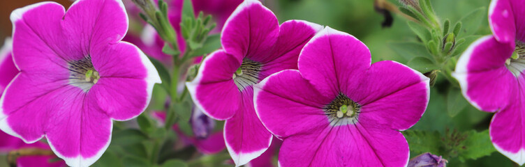 Horizontal banner of Bright fuchsia and white petunias with a green background