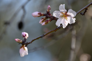 First buds with white and pink flowers in the almond trees of Andalucia (Spain)
