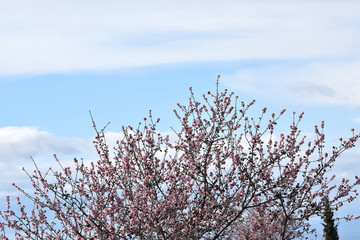 First buds with white and pink flowers in the almond trees of Andalucia (Spain)