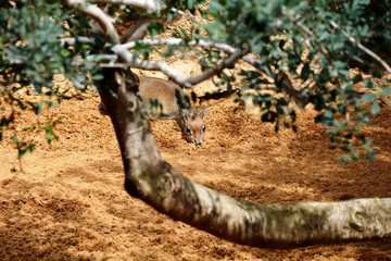 antelope klipspringer camouflaged on the sand