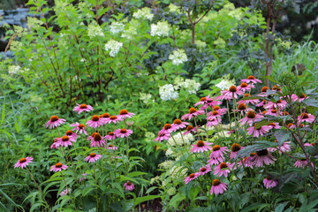 Fototapeta na wymiar Gardenscape incorporating pink echinacea, vanilla strawberry panicle hydrangea and dark purple smokebush