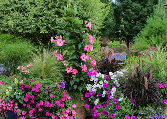 Gardenscape incorporating flowers that are hot pink, fuchsia, oranges