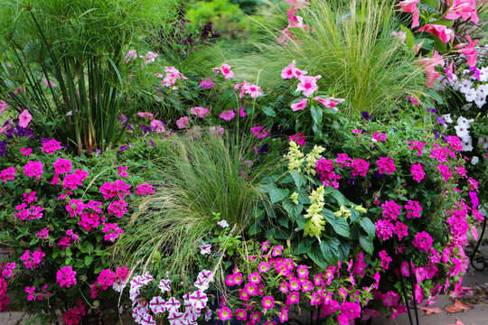 Gardenscape incorporating hot pink petunias, bicolored pink vinca, bicolored white and pink petunias, lime green salvia, and King Tut grass as a focal point