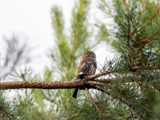 The Eurasian pygmy owl (Glaucidium passerinum) is the smallest owl in Europe.