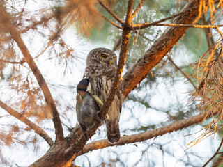 The Eurasian pygmy owl (Glaucidium passerinum) is the smallest owl in Europe.
