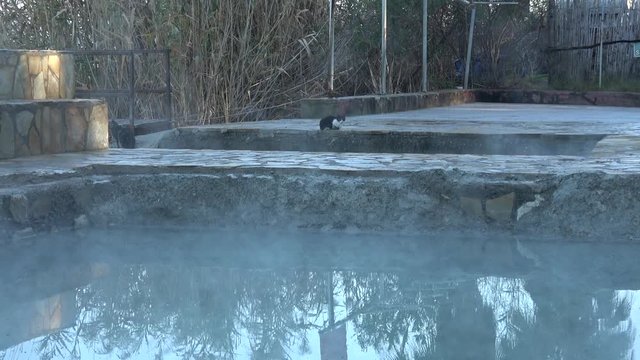 Koycegiz, Turkey - 18th of December 2019: 4K At the Sultaniye Termals - Zoom out a cat and steaming mud bath, animal in winter