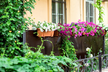 hanging flowerpots with petunia blossoms on the balcony of the building facade with a live wall.