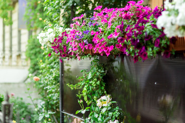hanging flowerpots with petunia blossoms on the balcony, close up bloom background.