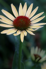 Pale single yellow Coneflowers in a meadow, macro