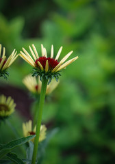 Dark green portrait Bokeh background Pale yellow Coneflowers in a meadow, macro, reaching up to the...