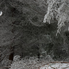 fairytale image in a frozen forest