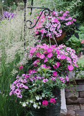 Fototapeta premium Three hanging baskets of pink and white petunias in front of Karl Reed forester ornamental grasses