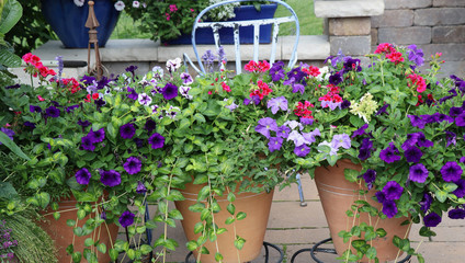 Cherry red geraniums in a garden container are the focal point of this Midwest Garden with a...