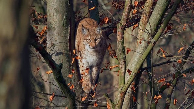 Eurasian lynx high in the tree
