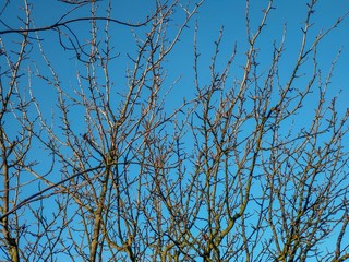 view of a fruit tree during winter illuminated by the setting sun against a blue sky Full frame zoom