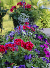 Fototapeta na wymiar Cherry red geraniums in a garden container are the focal point of this Midwest Garden.