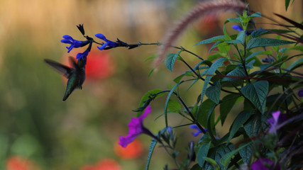 Iridescent  hummingbird feeding on a black knight salvia with bokeh background
