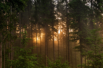 Fototapeta na wymiar fog at sunset in the forest