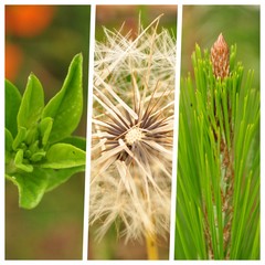  Collage of nature, leaves, plants