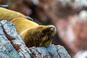 sea lion