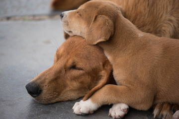 Perros de la calle