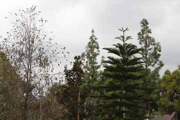 Treetops on a Gloomy Day