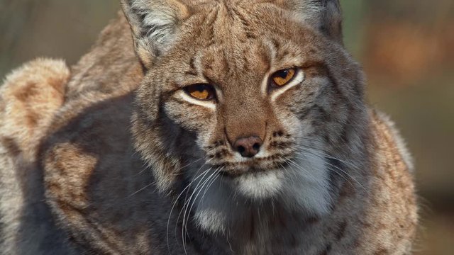 Angry Eurasian lynx (Lynx lynx) threatening and growling