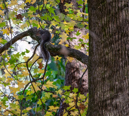 squirrel in park