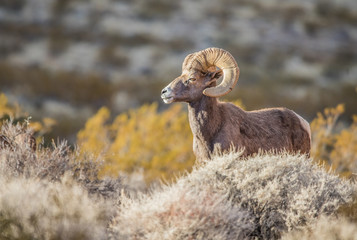 Endangered desert bighorn sheep 