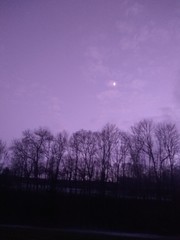 Obraz premium tree in fog