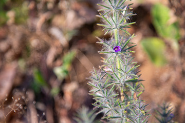 First spring flower violet blepharis plant blooming, forest of Maharashtra. Blossom of Young purple blepharis and leaves.