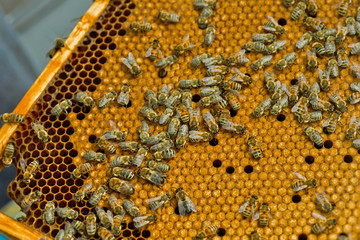 working bee on comb foundation. colony of bees