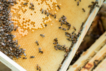 working bee on comb foundation. colony of bees