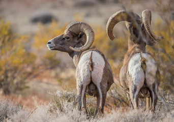 Endangered desert bighorn sheep 