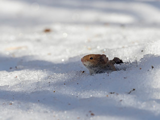 The mouse looks out of its hole in the snow. The mouse looks out of the snow hole. Mouse in nature in the snow.