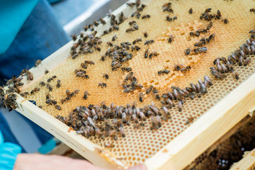 working bee on comb foundation. colony of bees