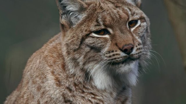 Angry Eurasian lynx (Lynx lynx) threatening and growling