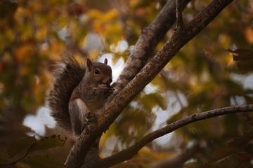Red irish squirrel on a tree